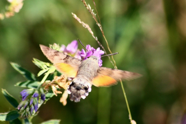 Macroglossum stellatarum